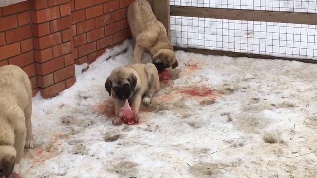 Щенки кангала. Питомник АНТАЛКАЯ