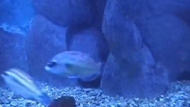 Аквариум в Алуште 2часть смотреть онлайн