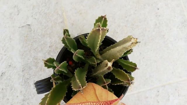 Stapelia Gigantea смотреть онлайн