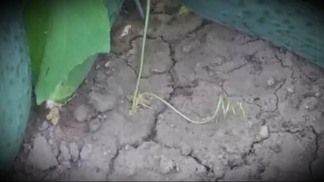 Огурец сорта зозуля особенности посадки и выращивания