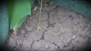 Огурец сорта зозуля особенности посадки и выращивания