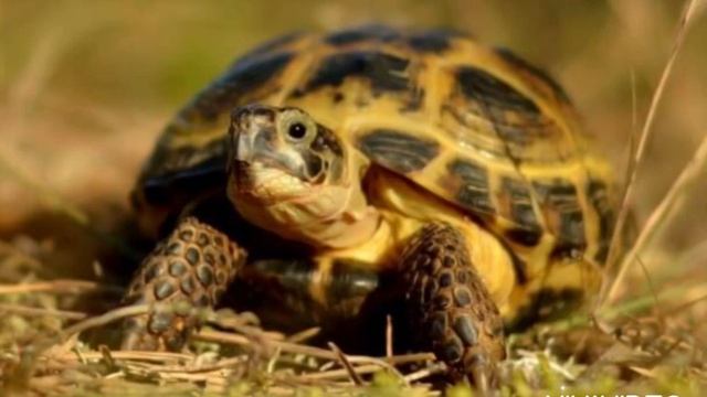 4.ДОМАШНИЕ ЖИВОТНЫЕ: Какой звук издает черепаха? Звук черепахи смотреть онлайн