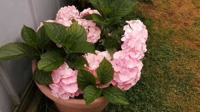 Hydrangea pink sensation смотреть онлайн