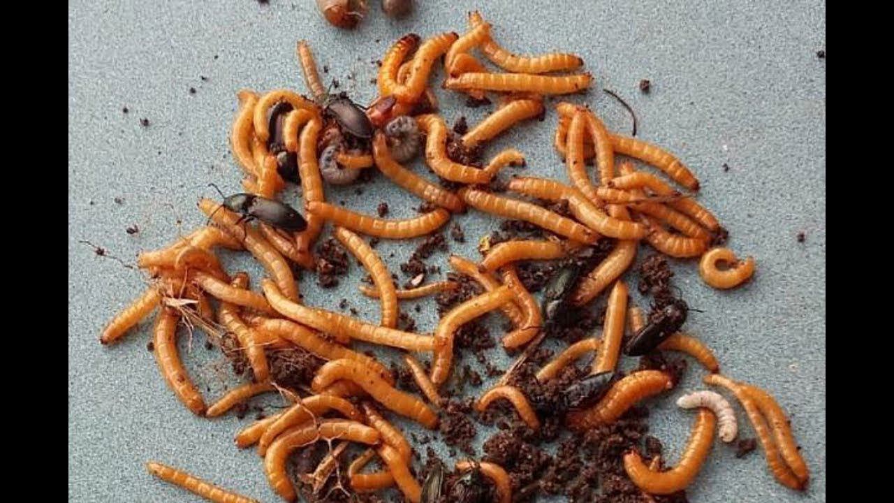 Опытный садовод расскажет как избавиться от проволочника на даче! смотреть онлайн