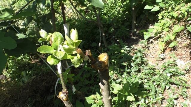 Хурма восточная прививки 2020 смотреть онлайн