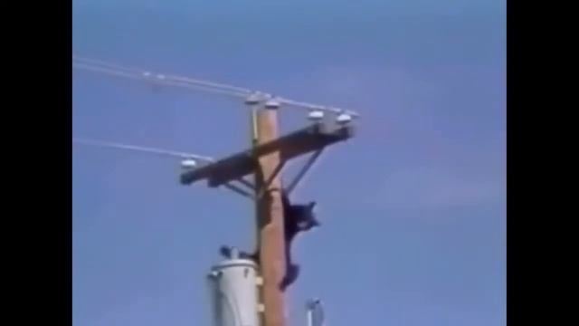 ТОК! Животных ударило током. Электричество ошибок не прощает.