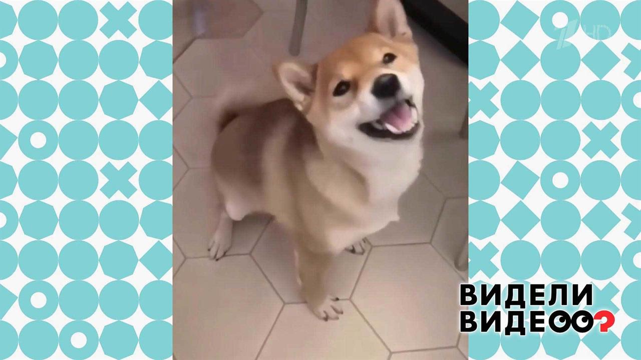 Собака чихает по команде. Видели видео? Фрагмент выпуска от 09.02.2020 смотреть онлайн