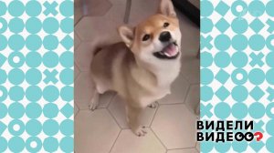 Собака чихает по команде. Видели видео? Фрагмент выпуска от 09.02.2020