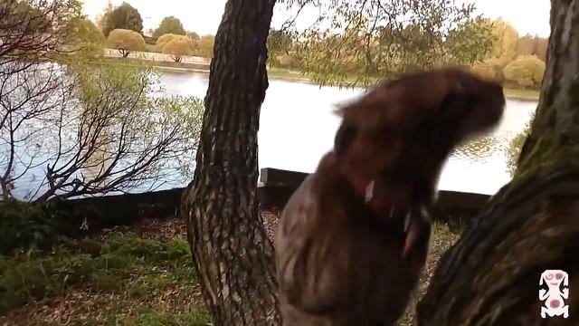 Бенгал на свободе