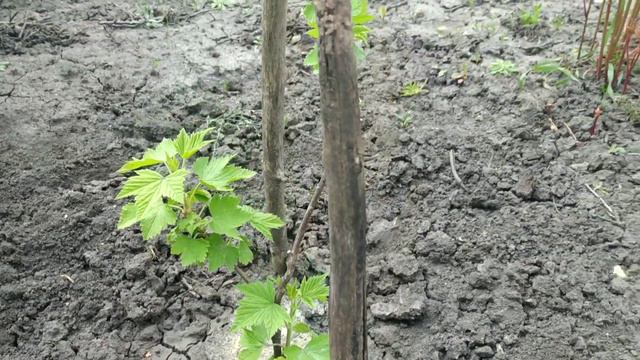 Готовим полевую кашу. смотреть онлайн