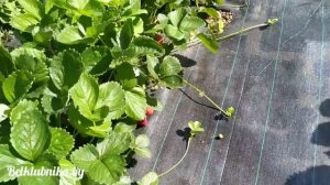 Созревание клубники. Альба, Альбион. Belklubnika.by