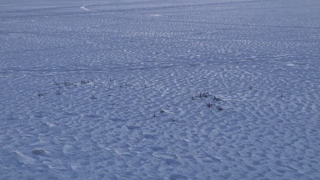 6. Березовский. В память вечную будет праведник. Voci di ricci