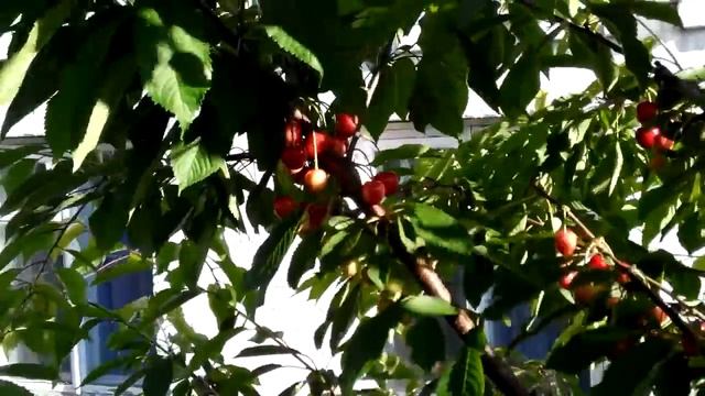 Черешня сорт Мелитопольская черная. В условиях Черниговской обл. смотреть онлайн