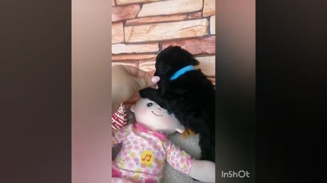 Мини мальтипу смотреть онлайн