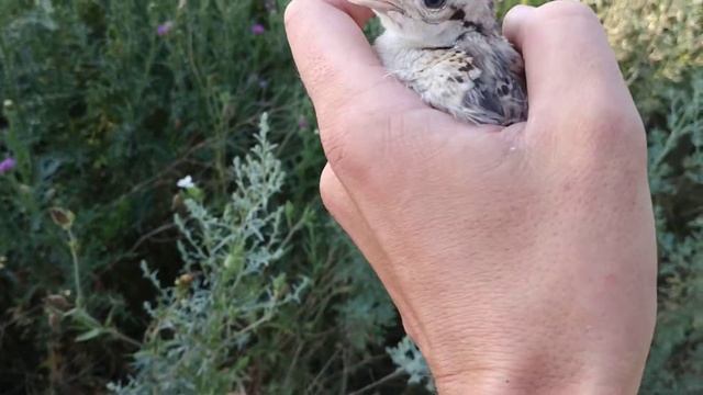 Фазан. Птенец. смотреть онлайн