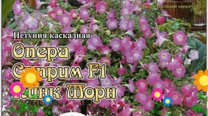 Петуния гибридная крупноцветковая Опера Суприм F1 Пинк Морн. Краткий обзор, описание petunia