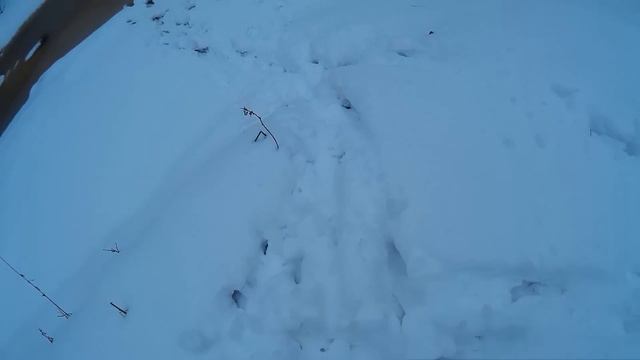 Прогулка по бобровой речке. смотреть онлайн