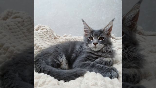 ДивоКун Шай (3 месяца). Котенок Мейн-кун голубой мрамор. (MCO а22) смотреть онлайн