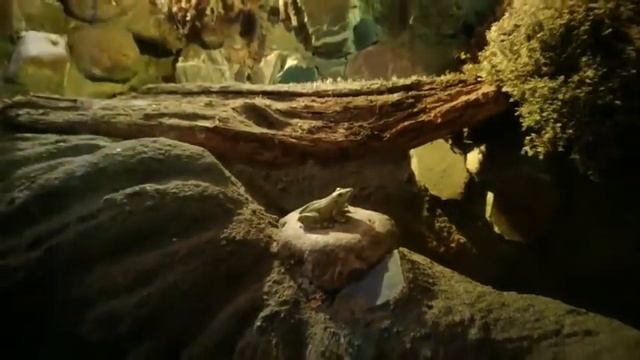 Музей леса – чудное место! смотреть онлайн