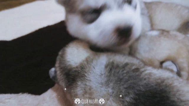 Cachorros Husky Siberiano |Gris Y Red Con 12 Días De Nacidos|