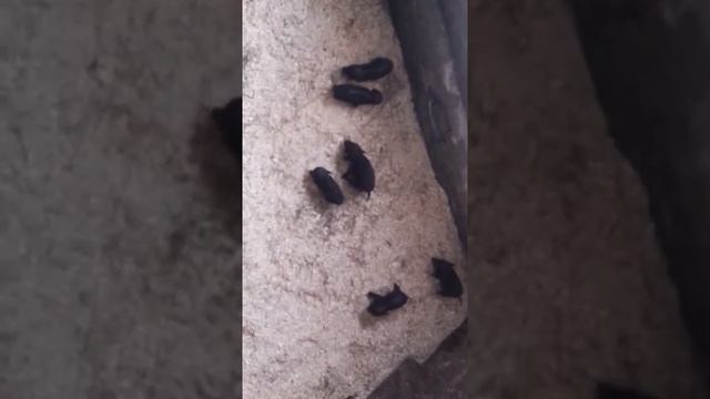 Вислобрюхие травоядные свиньи. смотреть онлайн