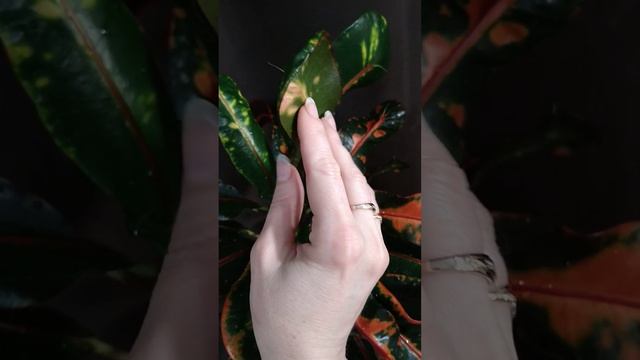 Кротон Мамми уход смотреть онлайн