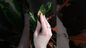 Кротон Мамми уход