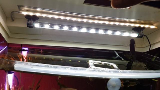 Аквариум "детский" 50л на мягкой воде, 3 месяца после запуска. смотреть онлайн