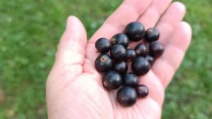 Обрезала и посадила лук. / Собрала ведёрко смородины.