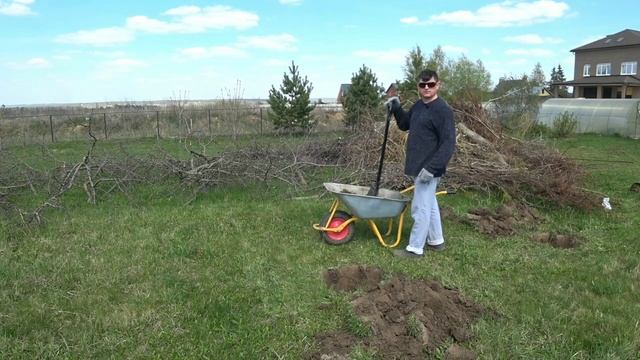 Как правильно посадить вишню и черешню весной. Все секреты.