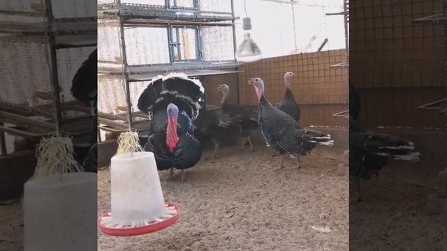 Индюк черный принц 11месяцев смотреть онлайн