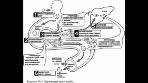 Дизентерийная амеба. Морфология, цикл, пути заражения, лабораторная диагностика, профилактика