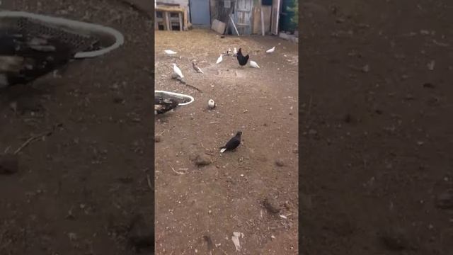 На даче есть голуби и куры смотреть онлайн