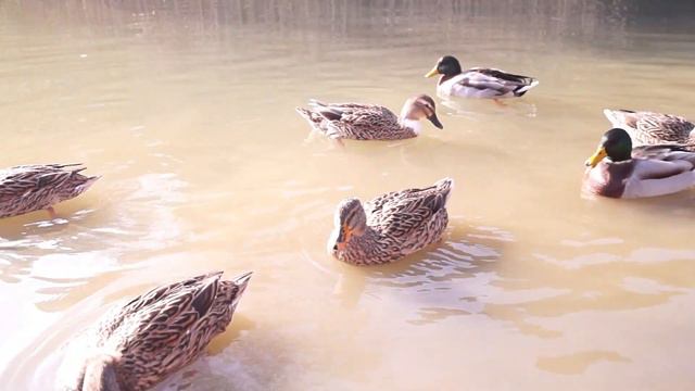 Funny ducks.Смешные утки смотреть онлайн