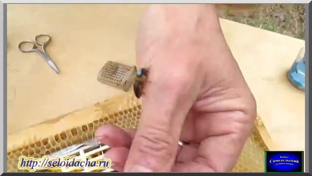 Мечение маток. Пчеловодство для начинающих. Работа на пасеке смотреть онлайн