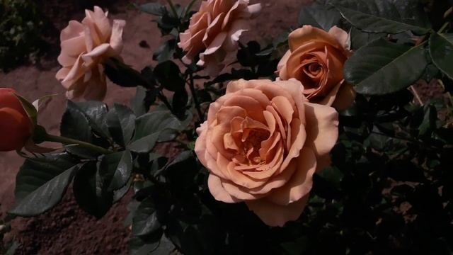 ✿➽ Один день из жизни розы Мокароза 17.08.22 смотреть онлайн