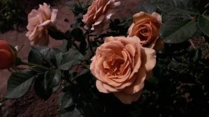 ✿➽ Один день из жизни розы Мокароза 17.08.22