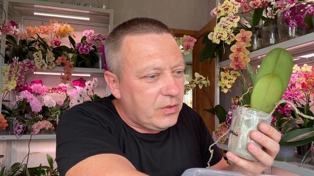 Я в НИРВАНЕ - новые ОРХИДЕИ КОНИ из запасников тайваньских САДОВНИКОВ в коллекцию орхидей смотреть онлайн