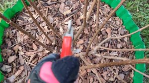 ОБРЕЗКА МЕТЕЛЬЧАТОЙ ГОРТЕНЗИИ МЭДЖИКАЛ СТАРЛАЙТ