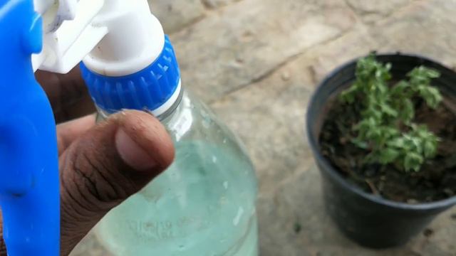 मुरझा रही कटिंग, सीडलींग या पौधे ठीक करें अभी смотреть онлайн