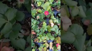 Земляника(клубника) Саммер бриз роуз (Summer Breeze Rose)