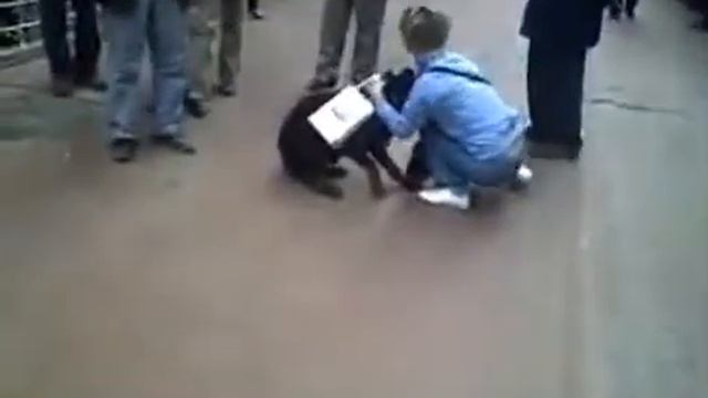 бойцовская кошка смотреть онлайн