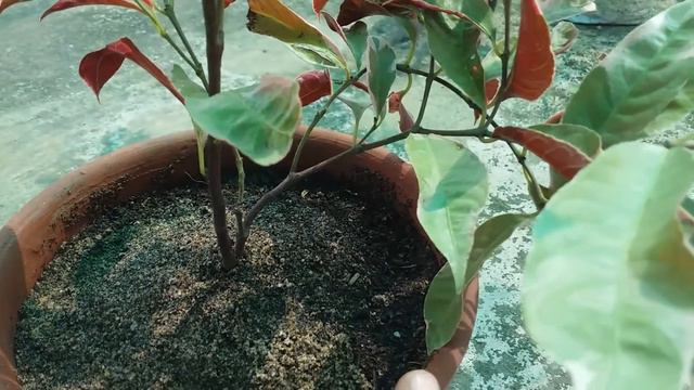 How to care & propagate Jungle Fire or Excoecaria or Chinese Croton plant смотреть онлайн