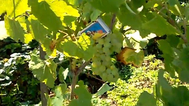 Русбол мускатний смотреть онлайн