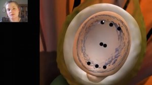 ЕГЭ_Биология. Теория. Двойное оплодотворение