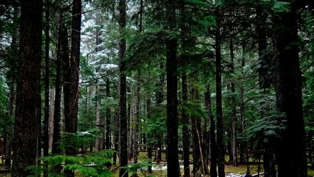 Медитация. Звуки природы. Сосновый лес смотреть онлайн