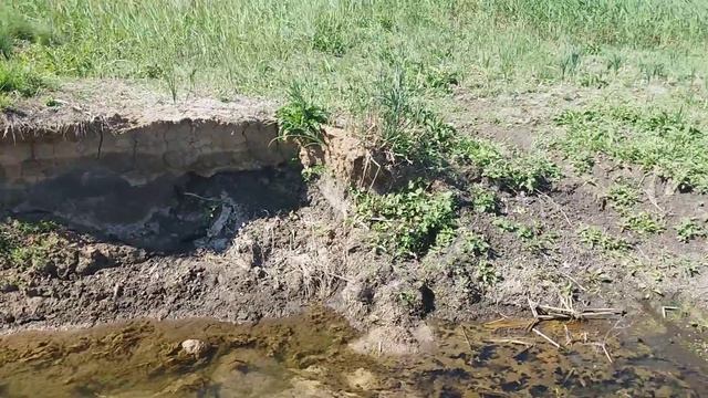 Представитель фауны смотреть онлайн