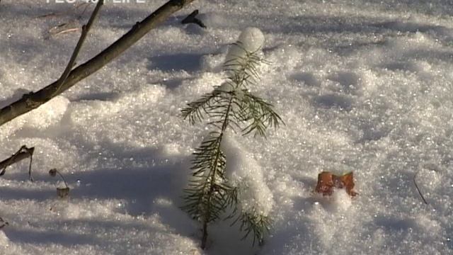 Просветский дендрарий. Курганская область . смотреть онлайн