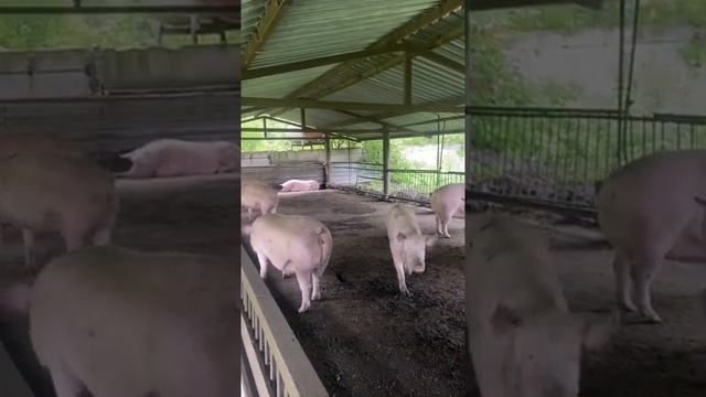 Маткам 6 месяцев ❗️поросята на откорме ‼️ смотреть онлайн