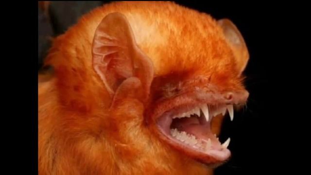 Летучие мыши — The bats смотреть онлайн